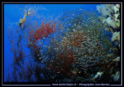 Atmospher of the Red Sea - "Corail Balai" with Glass Fish... by Michel Lonfat 